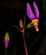 Dodecatheon cusickii - Cusick's Shooting Star 15-7522